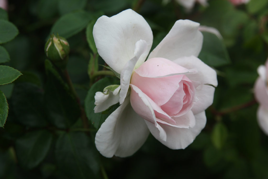 růže Cinderella (Kordes)