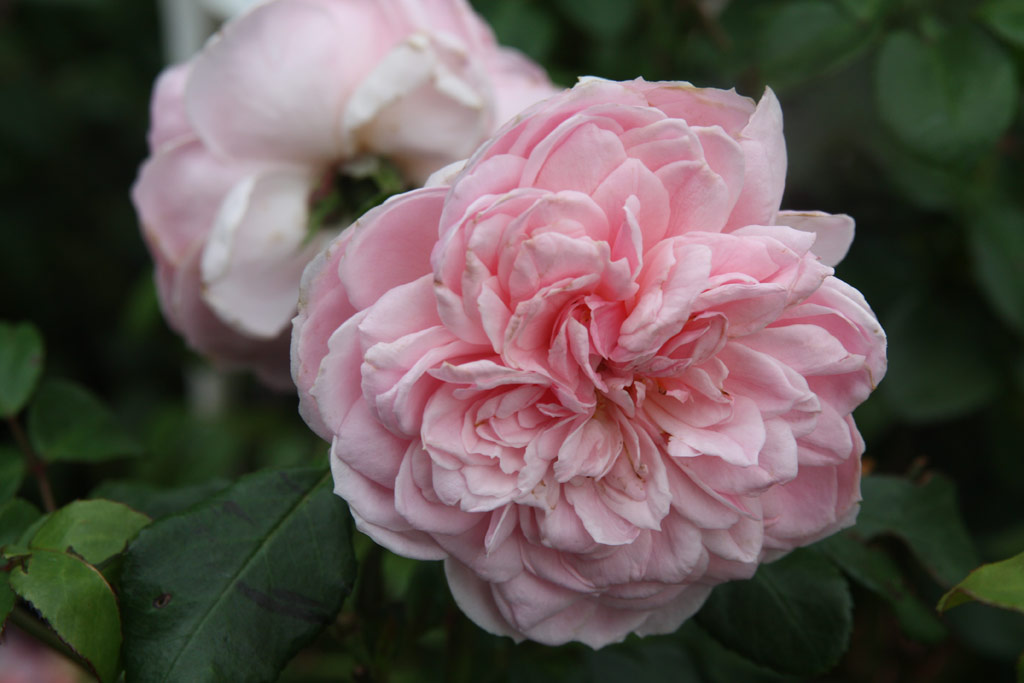 růže Cinderella (Kordes)