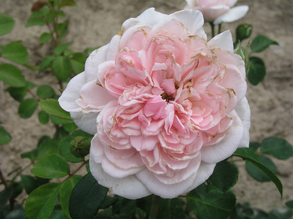 růže Cinderella (Kordes)