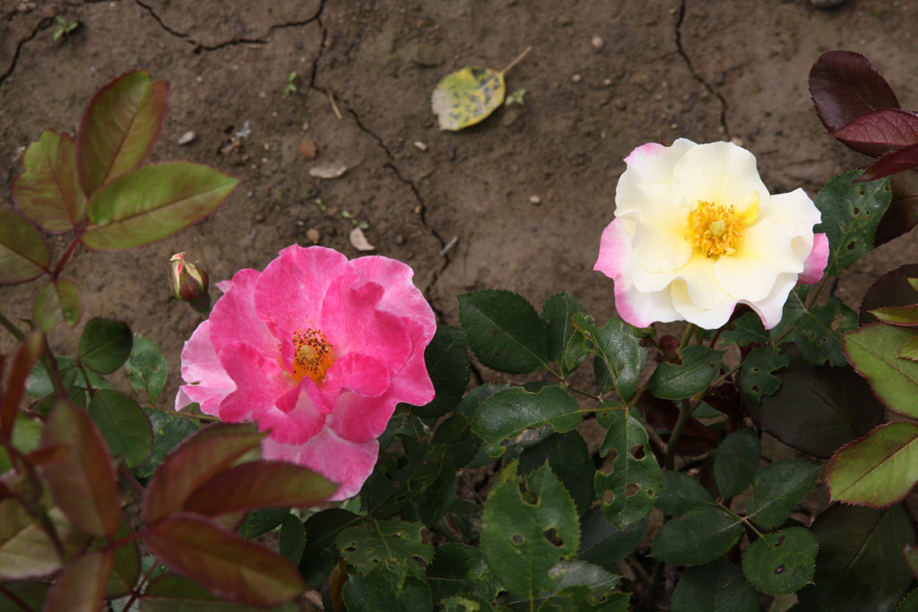 růže Citron-Fraise