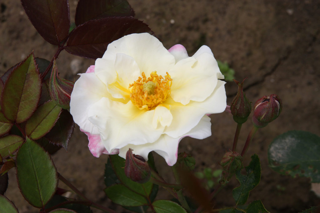 růže Citron-Fraise