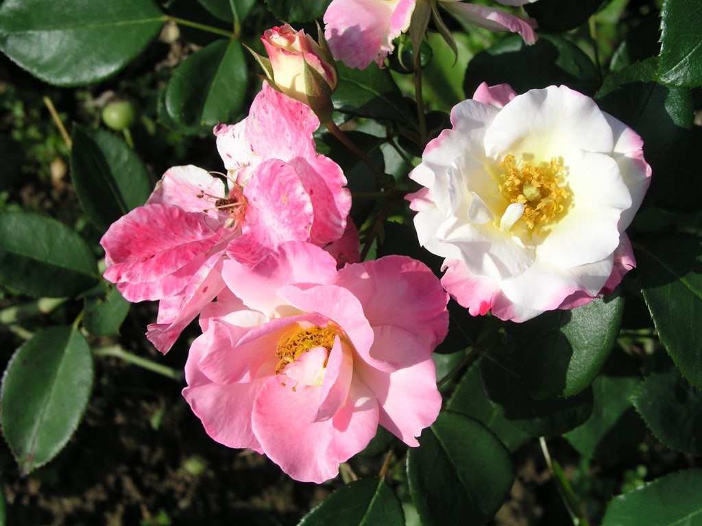 růže Citron-Fraise