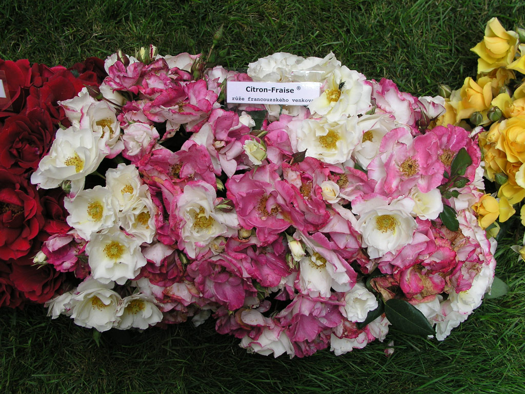 růže Citron-Fraise