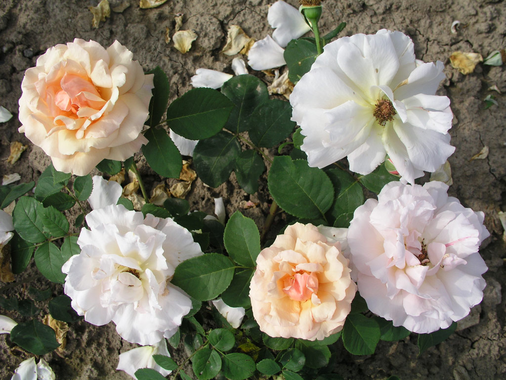 růže Clre Grammerstorf