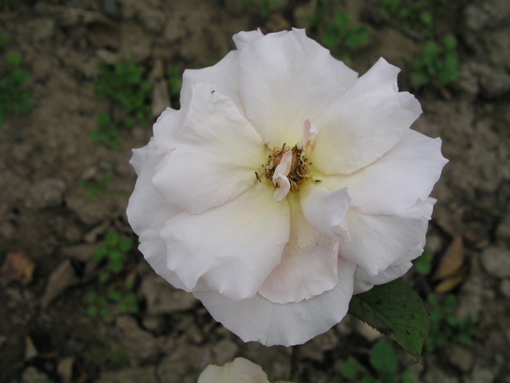 růže Clre Grammerstorf