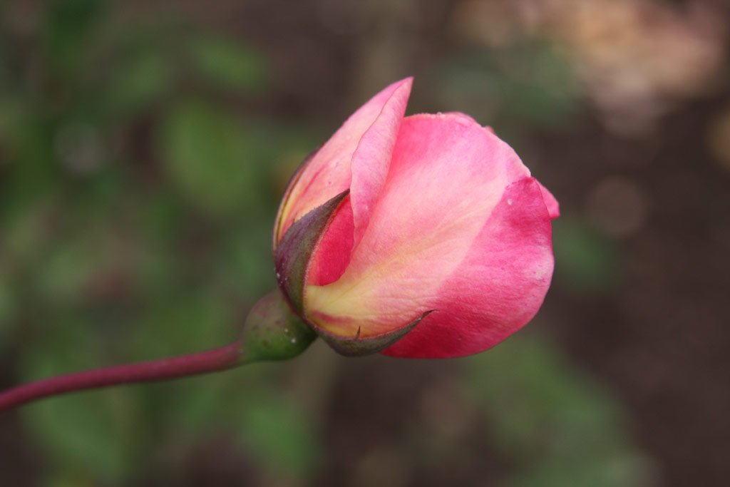 růže Clementina Carbonieri
