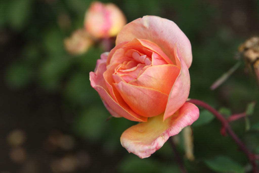 růže Clementina Carbonieri