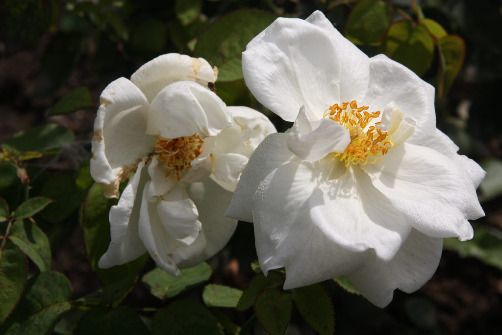 růže Clementine (Wagner)