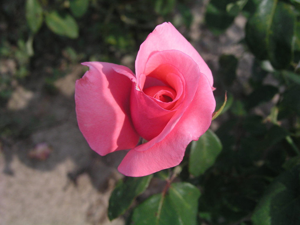 růže Climbing Bettina