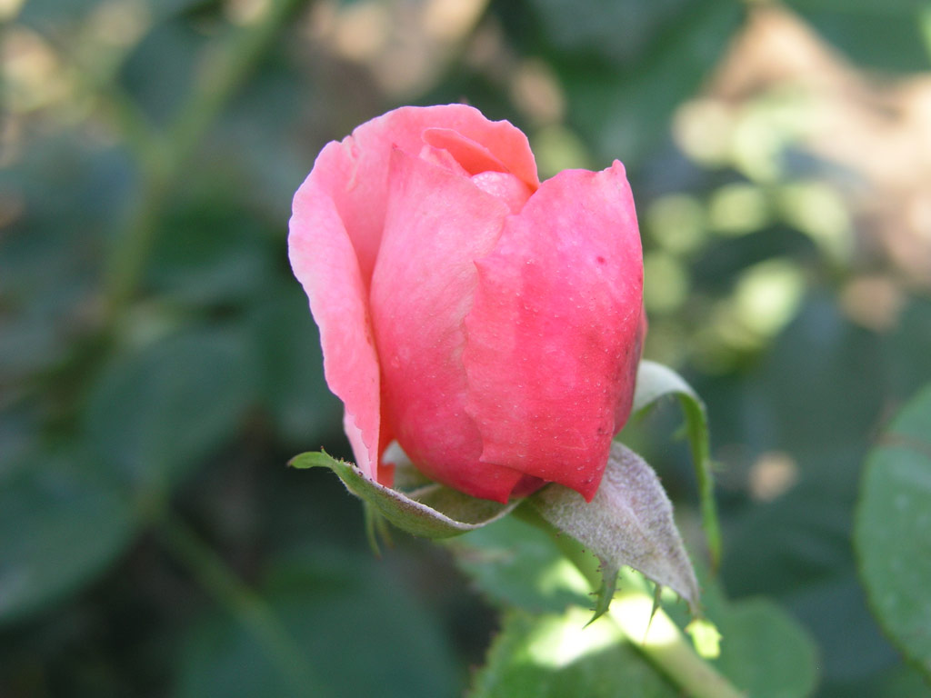růže Climbing Bettina