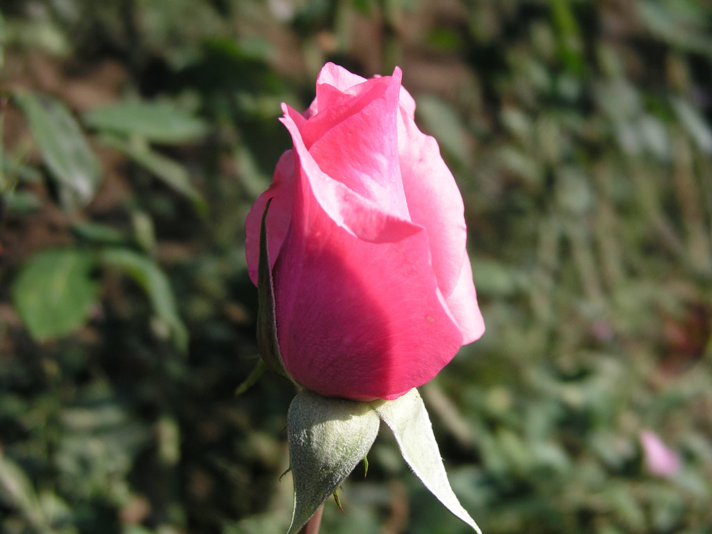růže Climbing Carina