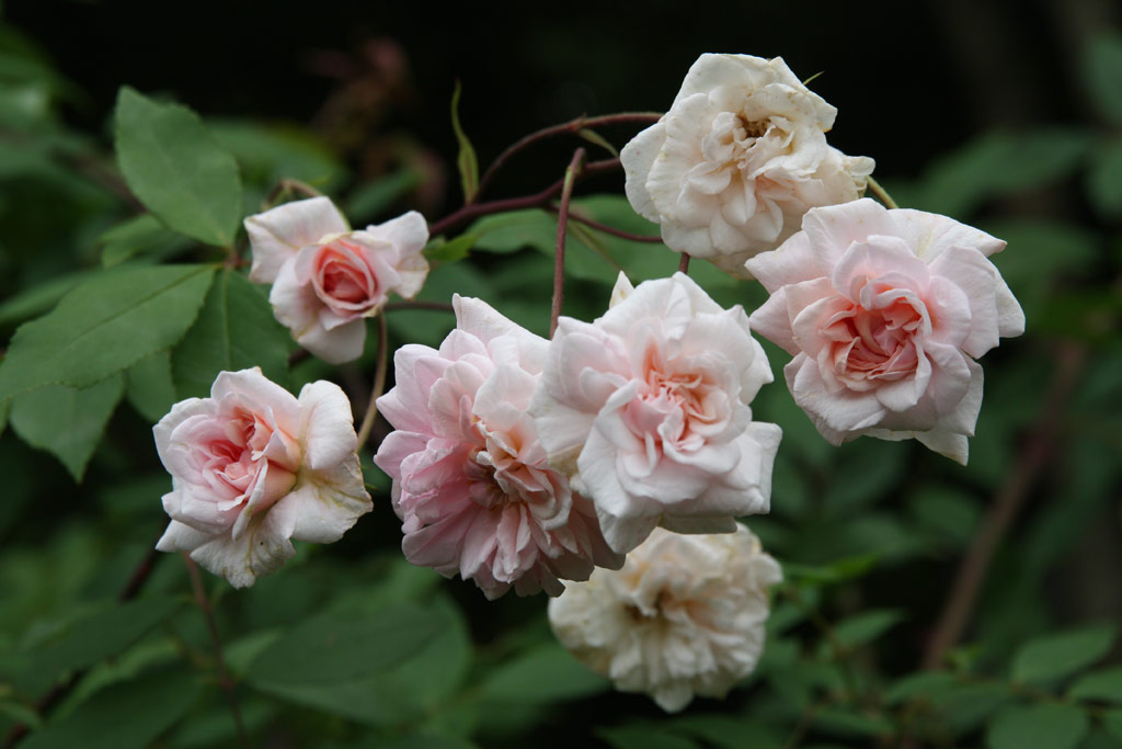 růže Climbing Ccile Brunner