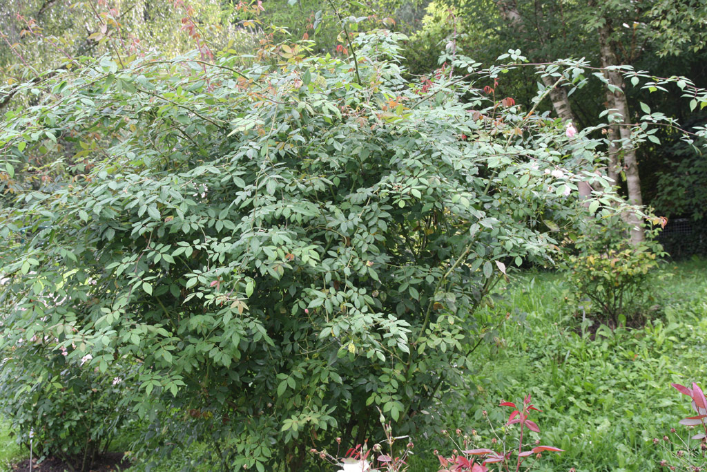 růže Climbing Ccile Brunner