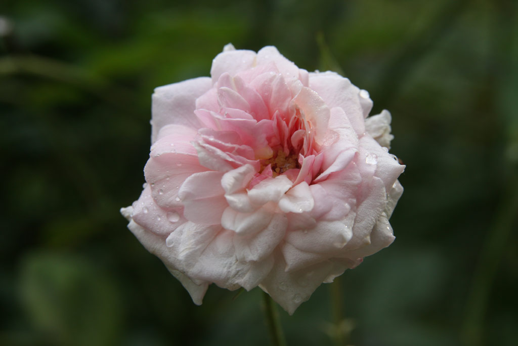 růže Climbing Ccile Brunner