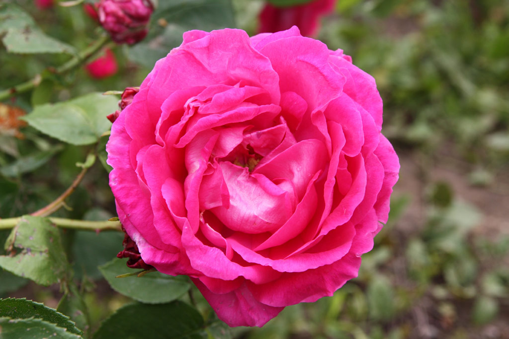 růže Climbing General Superior Arnold Janssen