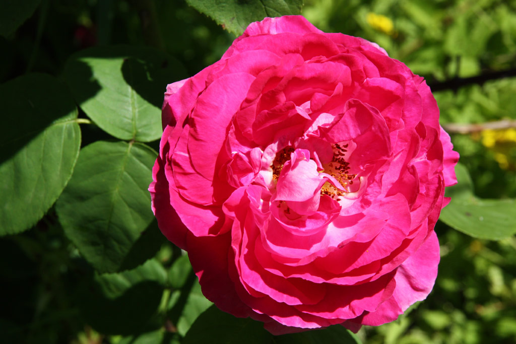 růže Climbing General Superior Arnold Janssen