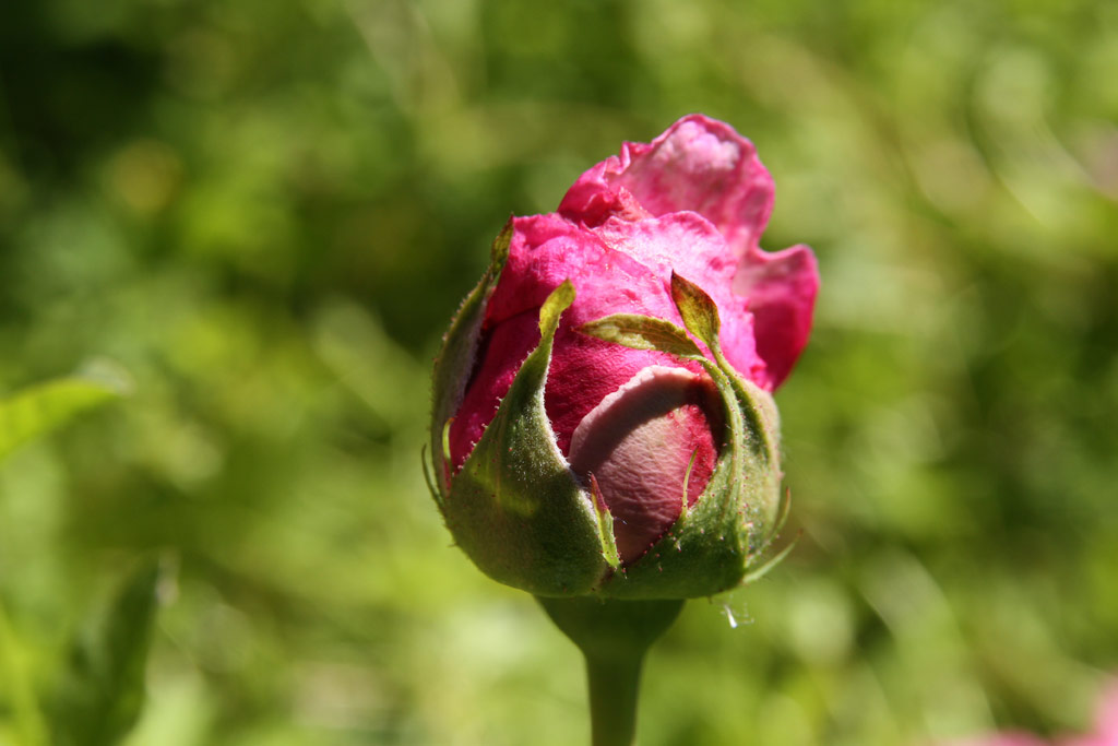 růže Climbing General Superior Arnold Janssen