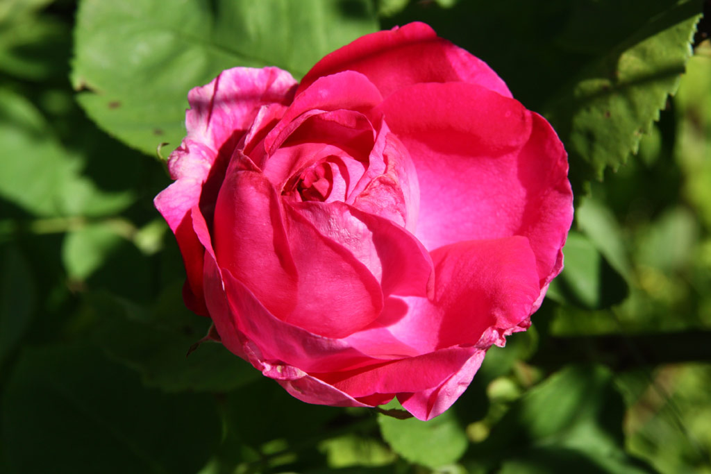 růže Climbing General Superior Arnold Janssen