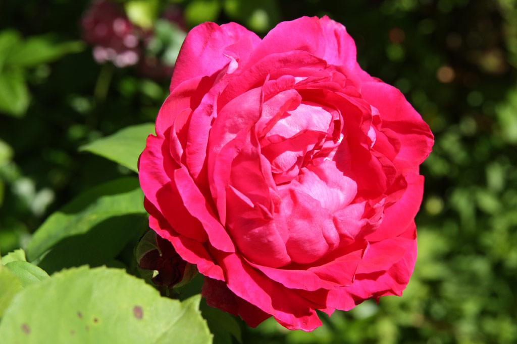 růže Climbing General Superior Arnold Janssen