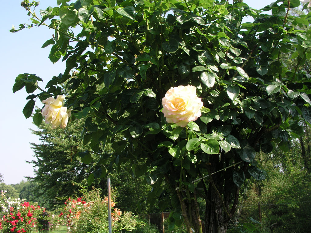 růže Climbing Gloria Dei
