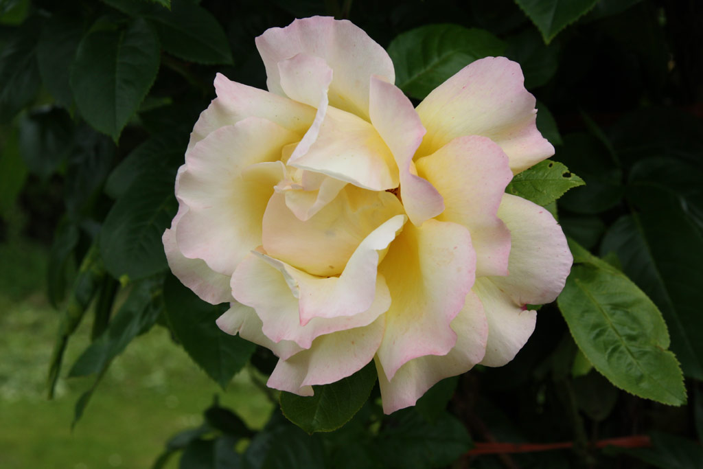 růže Climbing Gloria Dei