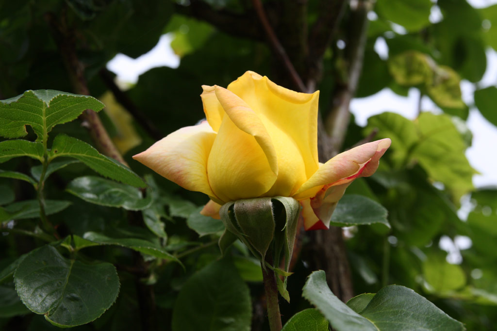 růže Climbing Gloria Dei