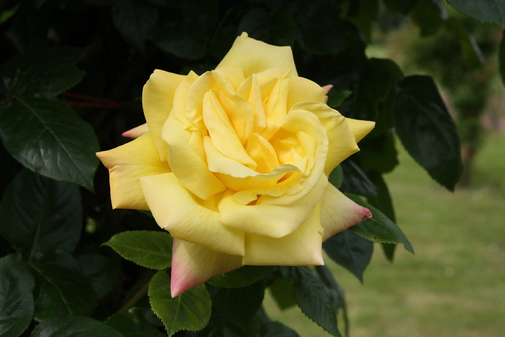 růže Climbing Gloria Dei