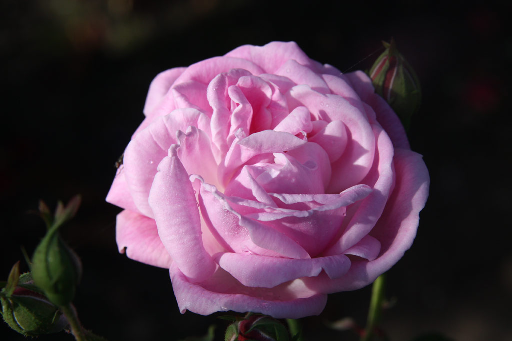 růže Climbing Hermosa