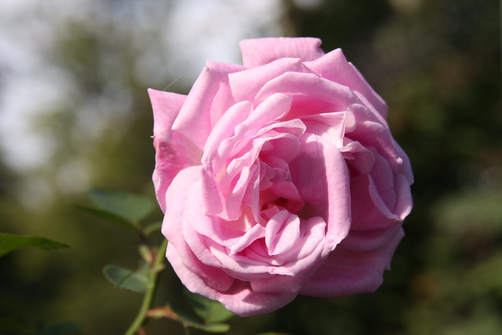 růže Climbing Hermosa