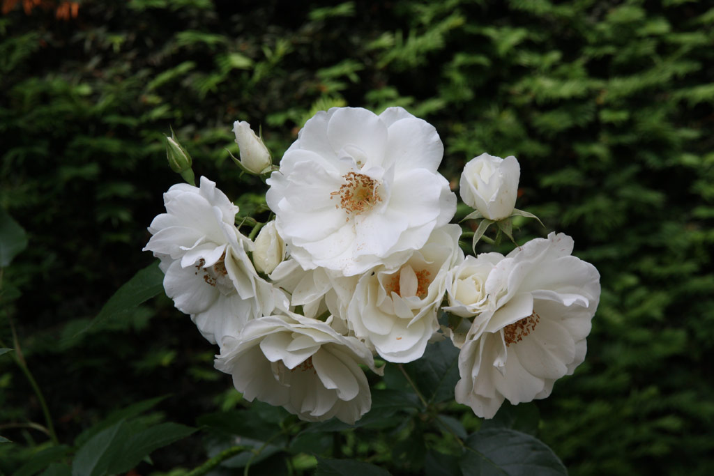 růže Climbing Iceberg