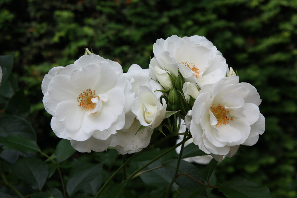 růže Climbing Iceberg