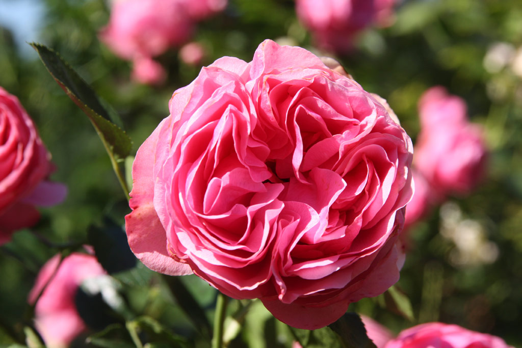 růže Climbing Leonardo da Vinci