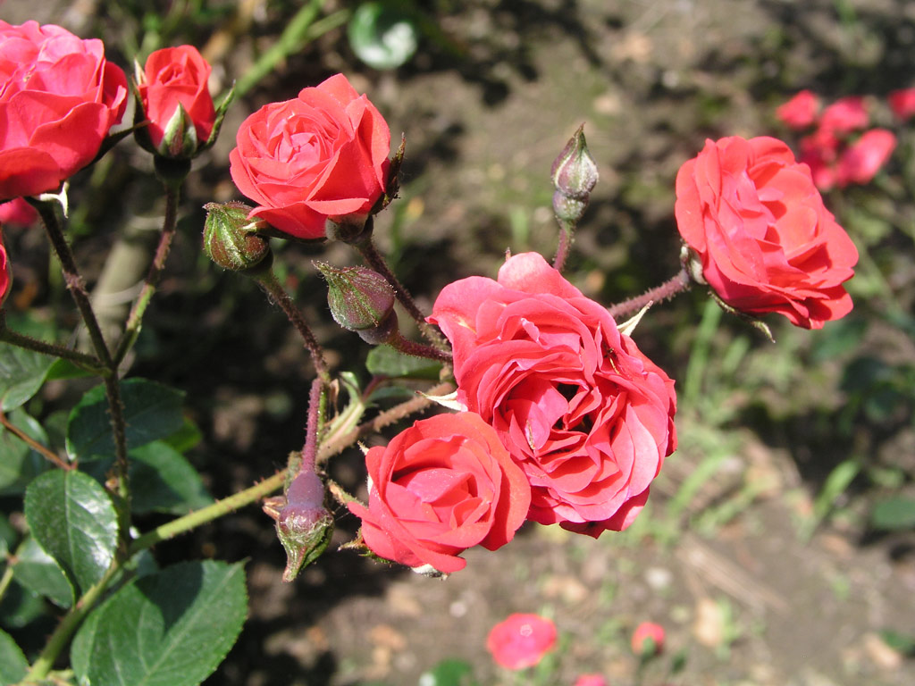 růže Climbing Orange Triumph