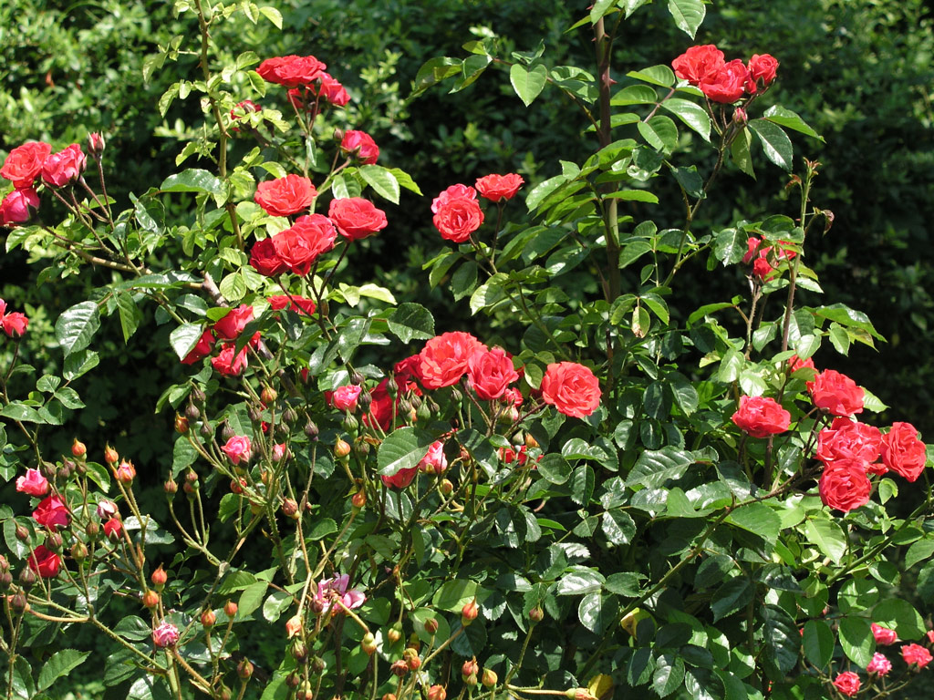 růže Climbing Orange Triumph