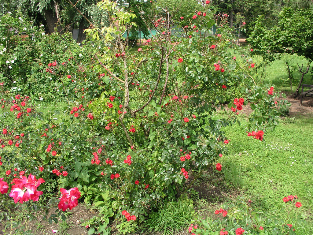 růže Climbing Orange Triumph