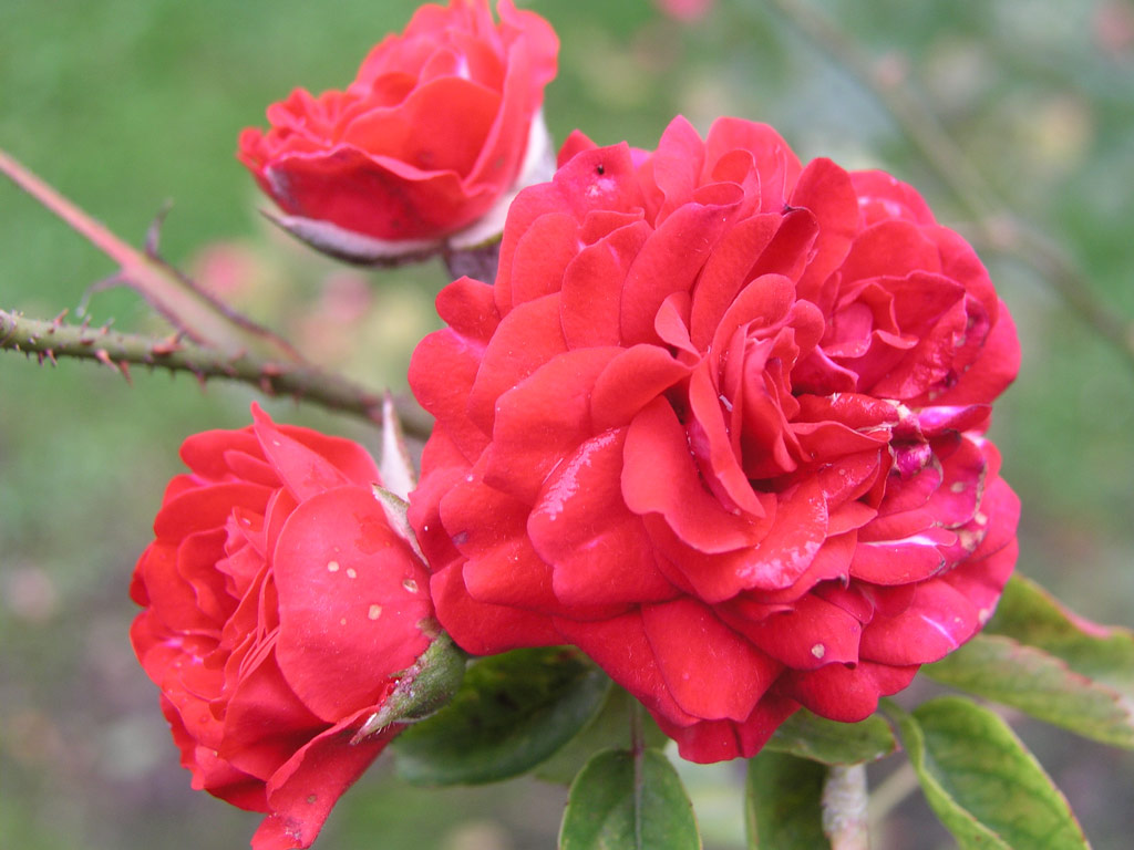 růže Climbing Orange Triumph