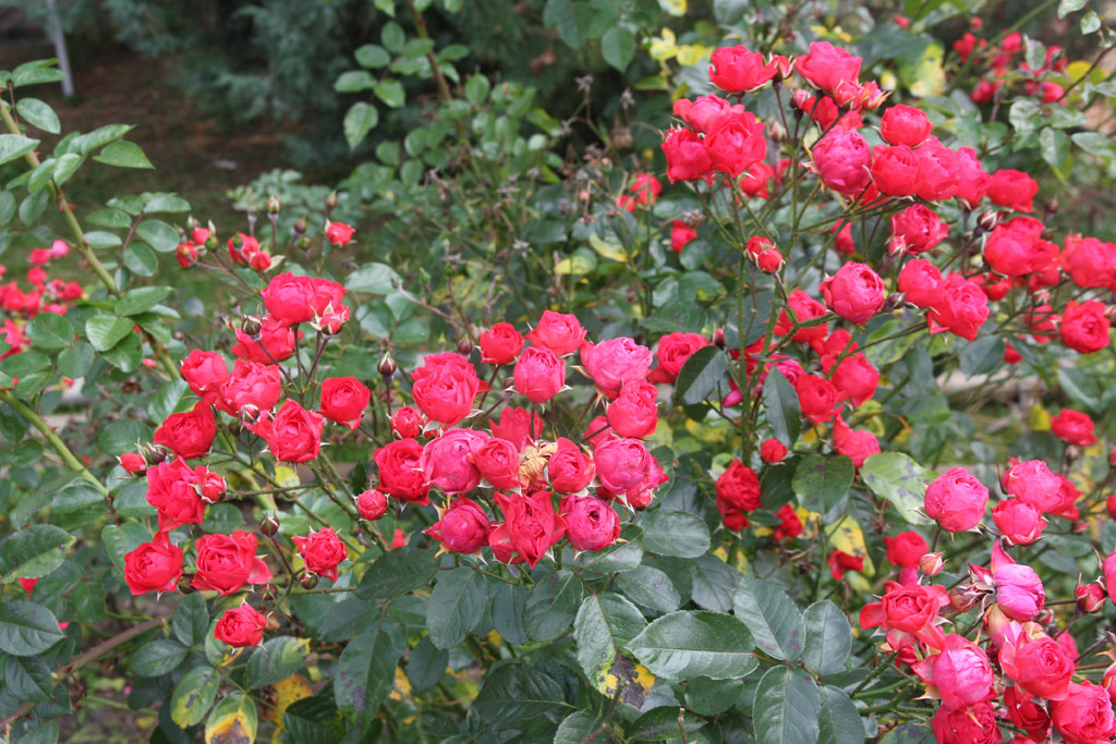 růže Climbing Orange Triumph
