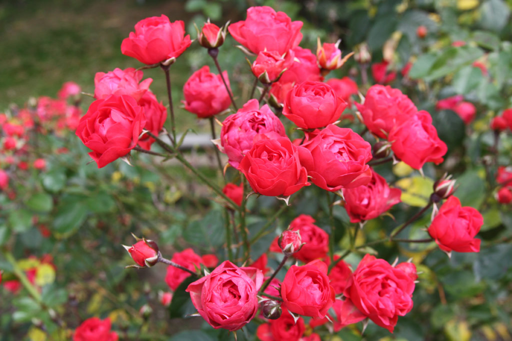 růže Climbing Orange Triumph