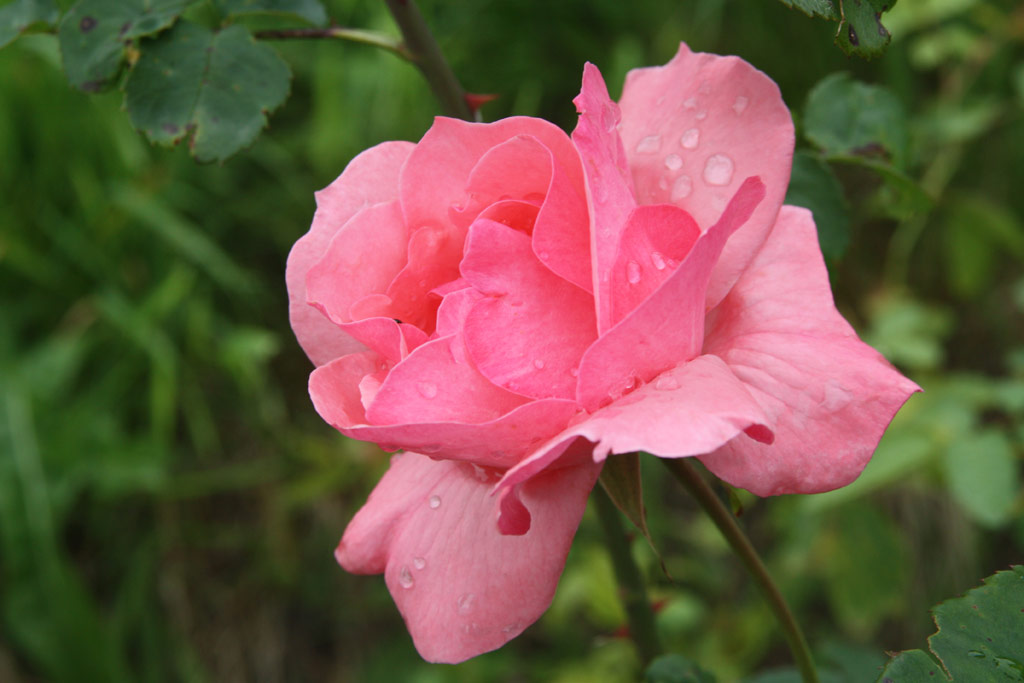 růže Climbing Queen Elizabeth