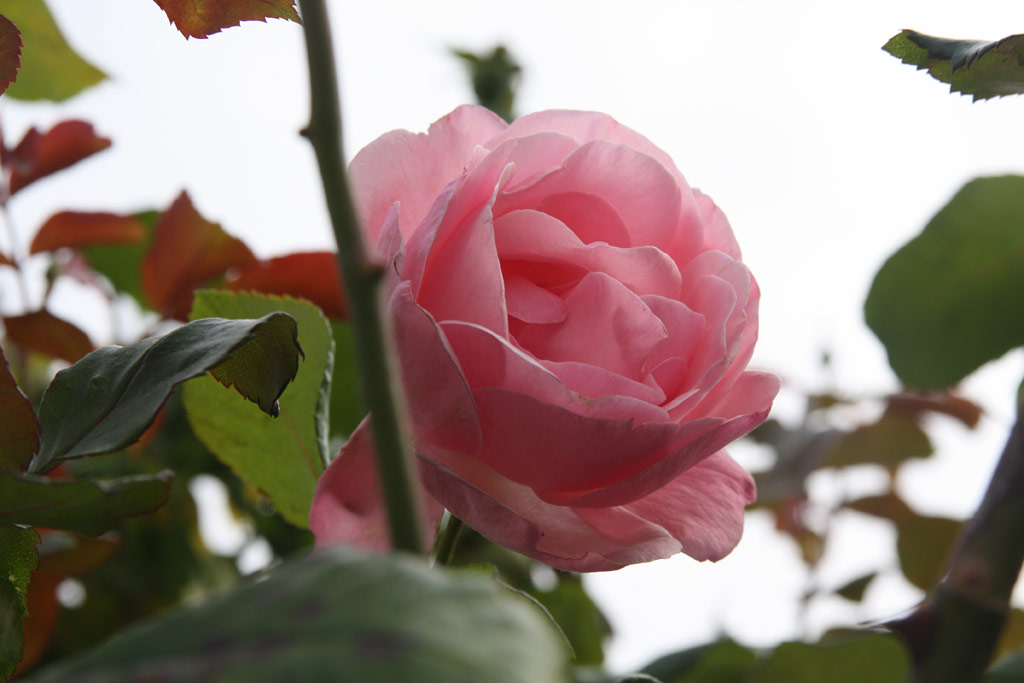 růže Climbing Queen Elizabeth