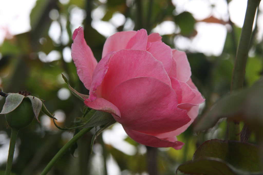 růže Climbing Queen Elizabeth