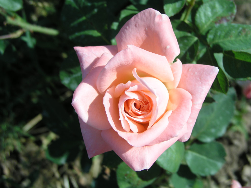 růže Climbing Sonia