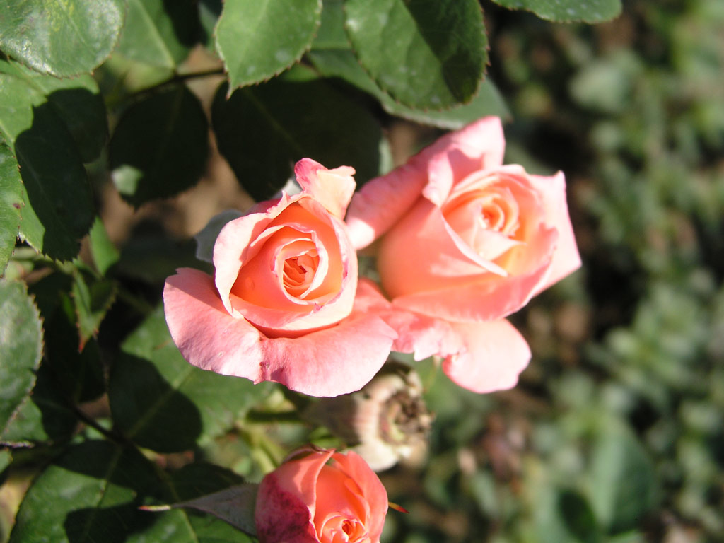 růže Climbing Sonia