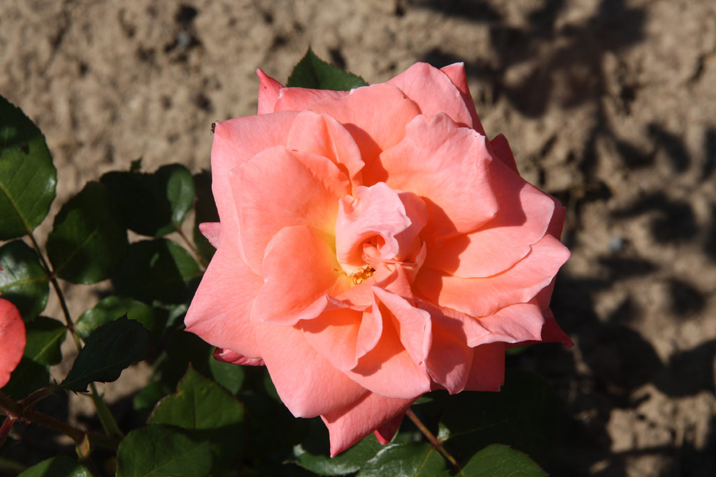 růže Climbing Sonia