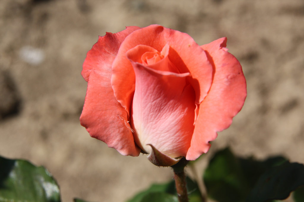 růže Climbing Sonia