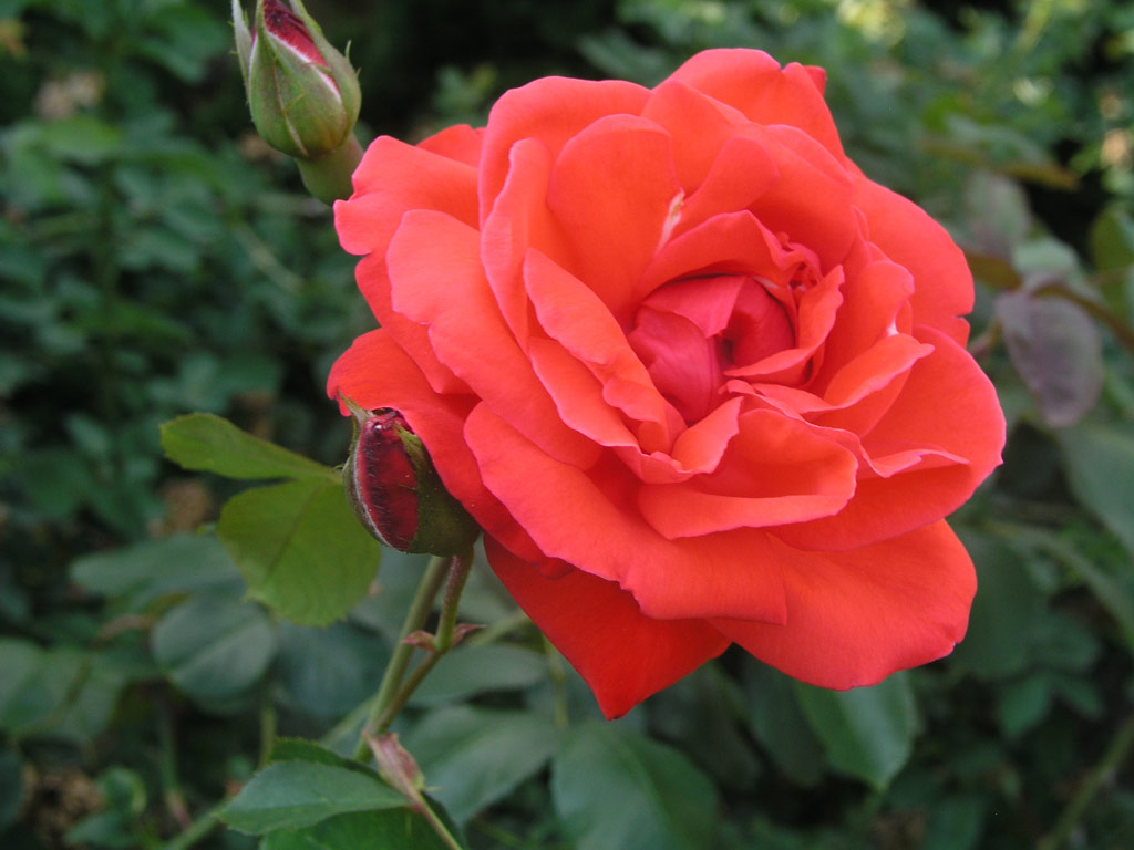 růže Climbing Super Star