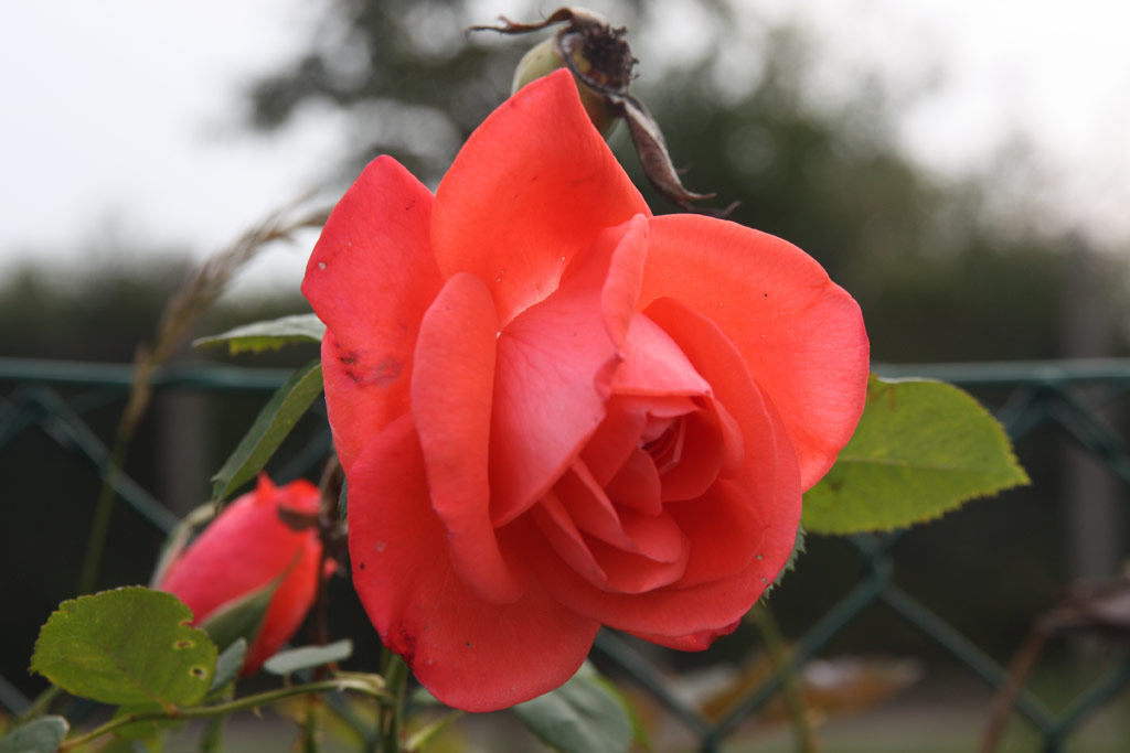 růže Climbing Super Star