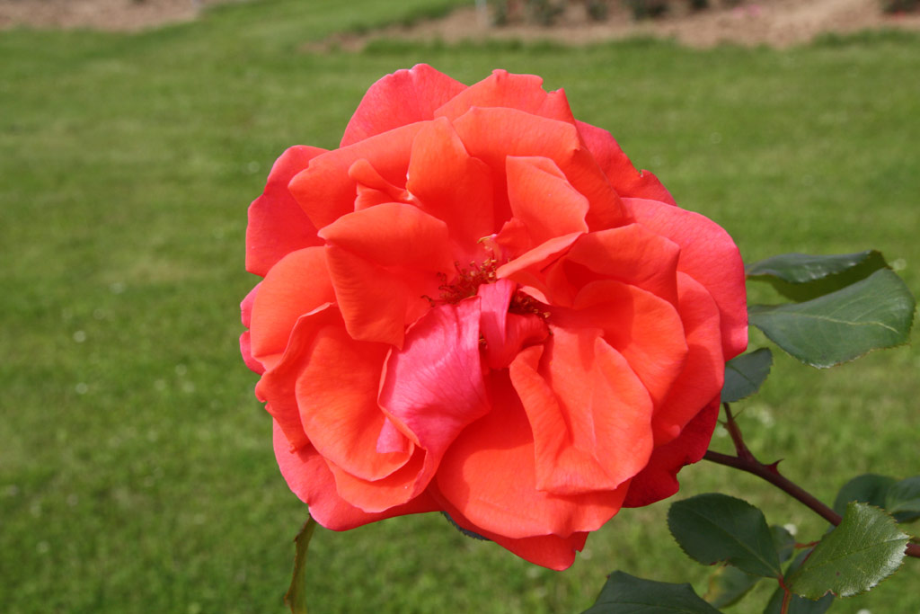 růže Climbing Super Star