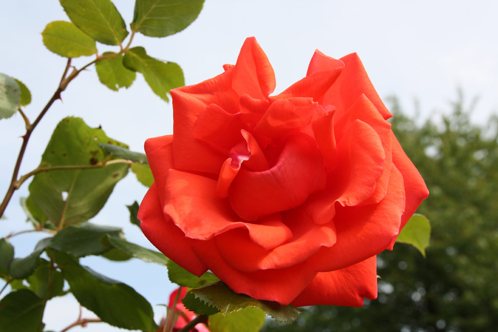 růže Climbing Super Star