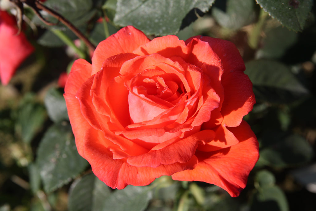 růže Climbing Super Star